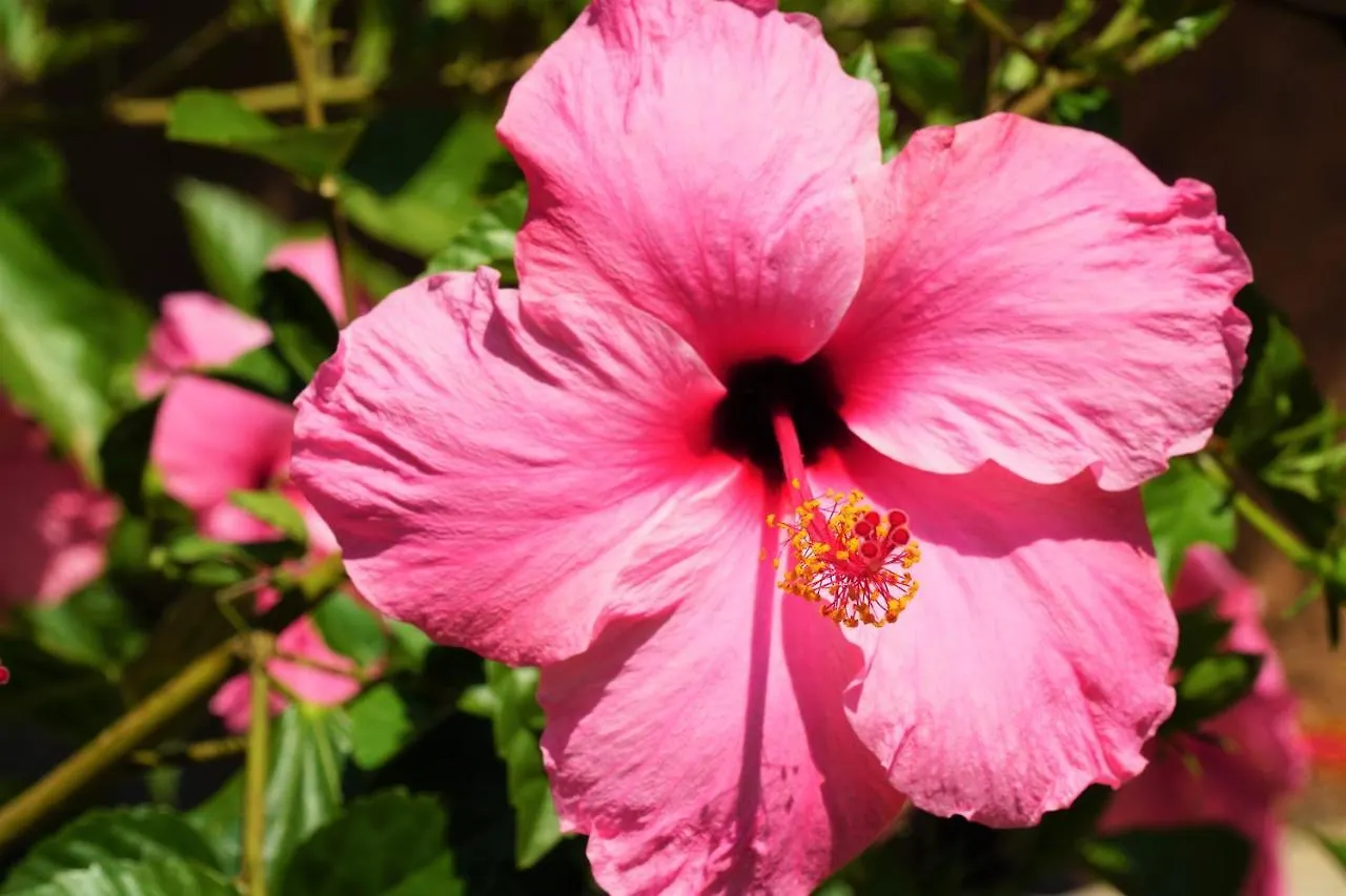 Agroturismo Finca Sa Tanca Cala D´Or Spanje